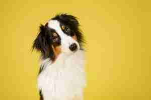 Come tagliare le unghie del tuo cane