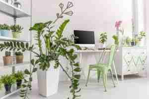 Perché le piante da interno ti fanno sentire meglio